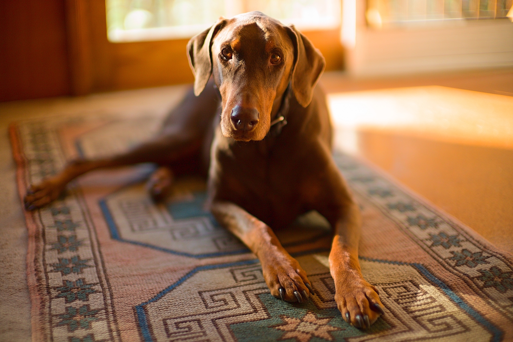 Dog